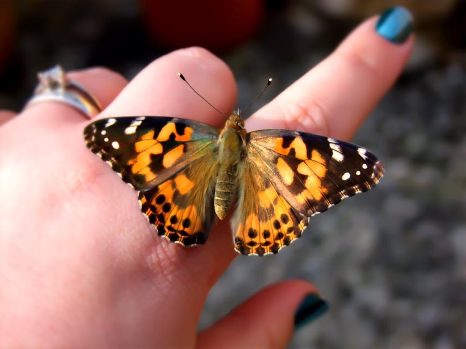A butterfly resting on a persons finger