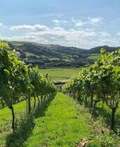 View of Gwinllan Conwy Vineyard with countryside views in the background
