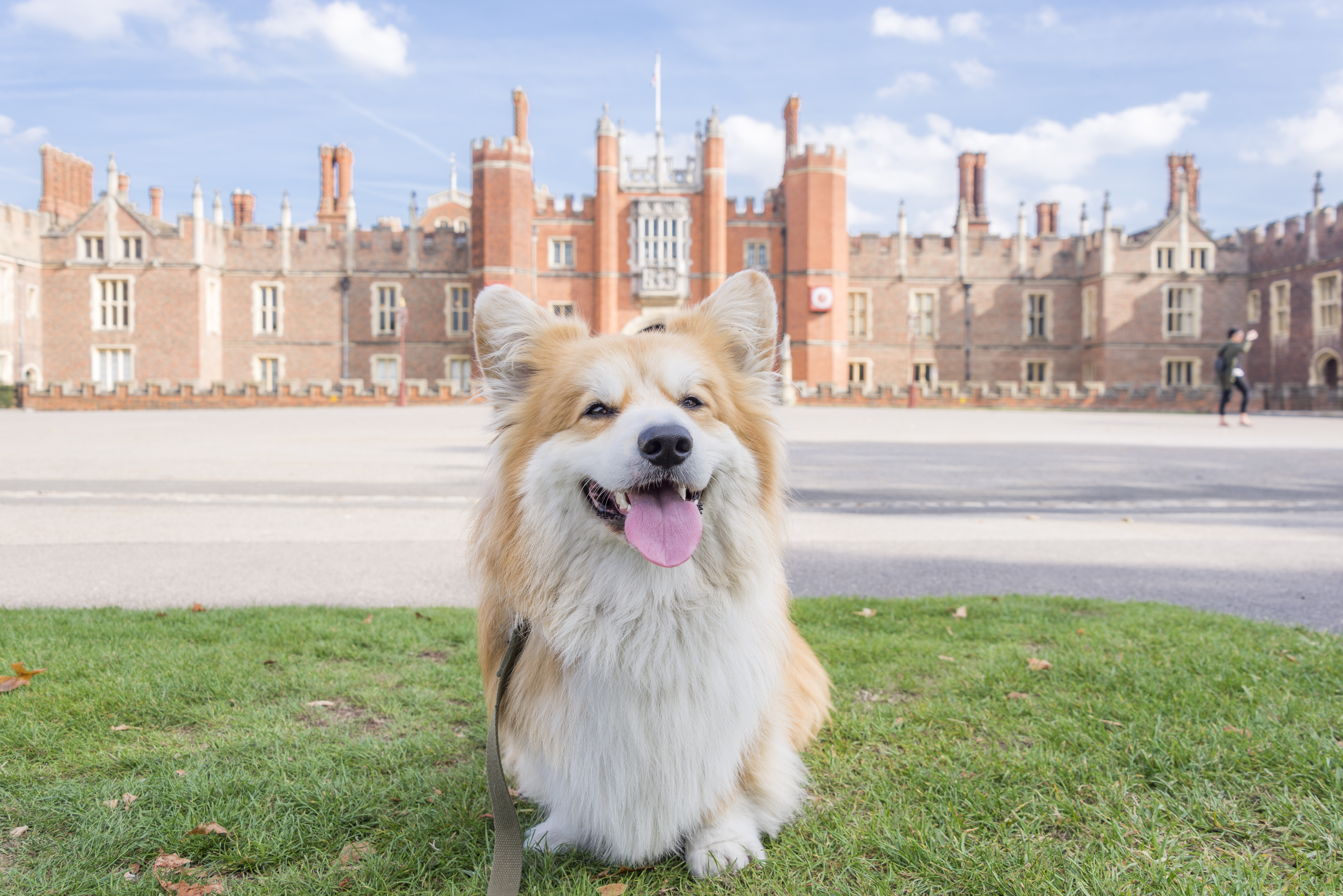 Fluffly dog, wagging it's tongue, sitting on grass outside an English palace.