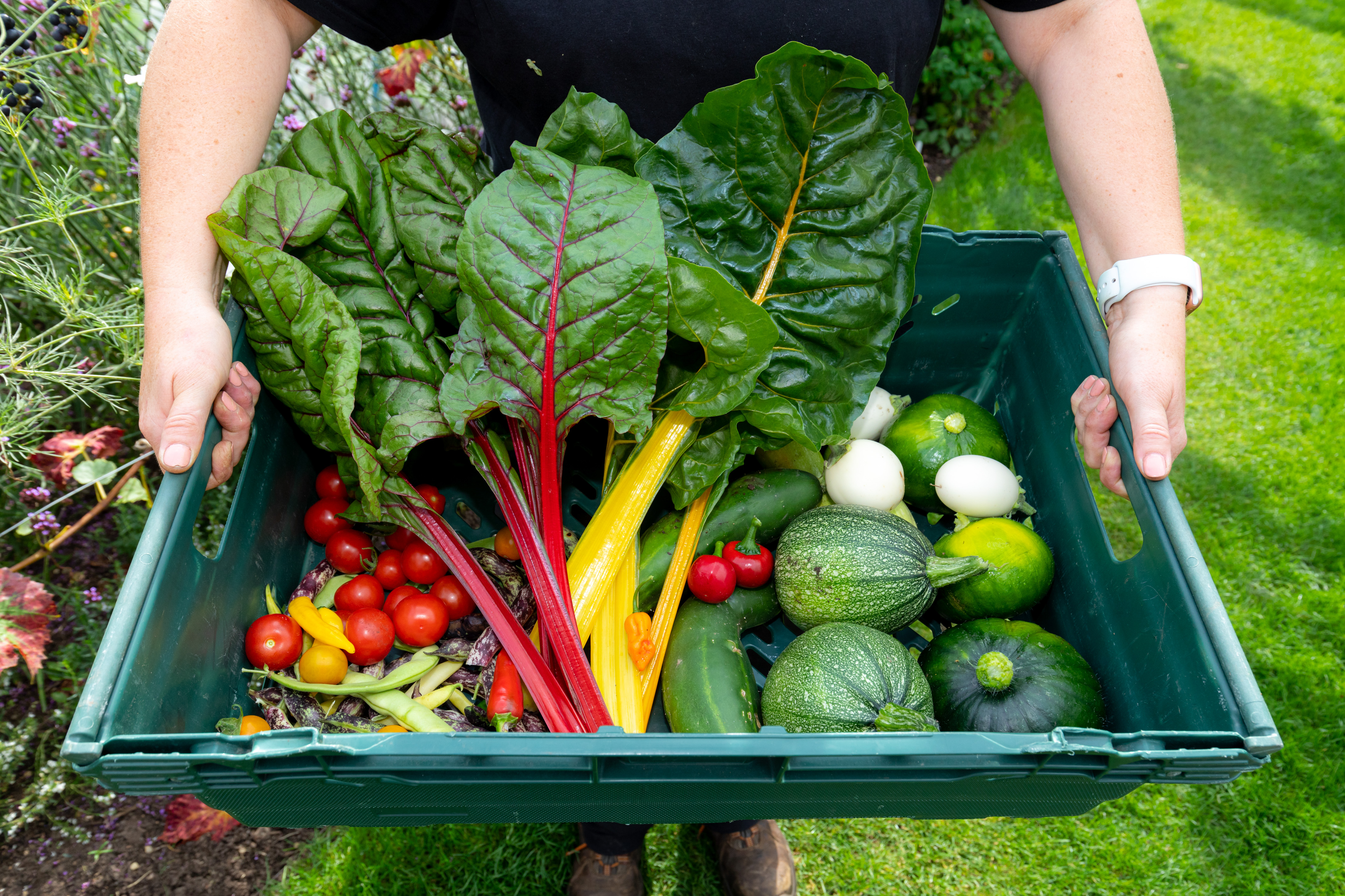 Garden organic, vegetable harvest