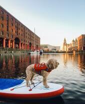 Dog in a life jacket on a paddle-board on water in a dock surrounded by buildings