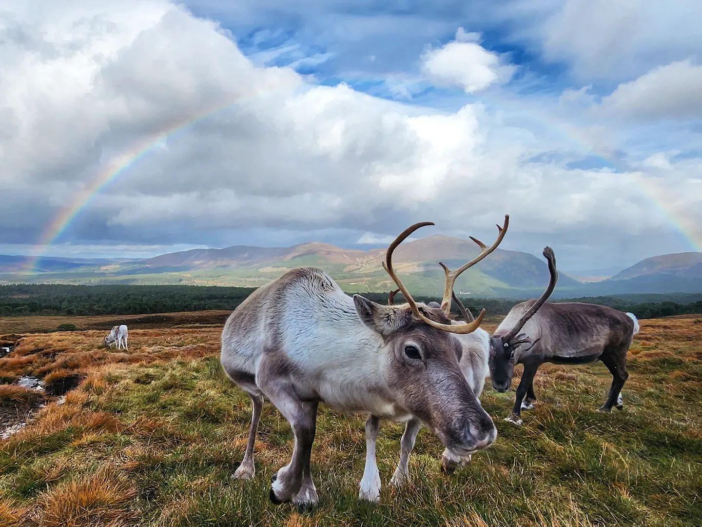 Hirsche genießen ihre Winterfütterung im verschneiten Cairngorms
