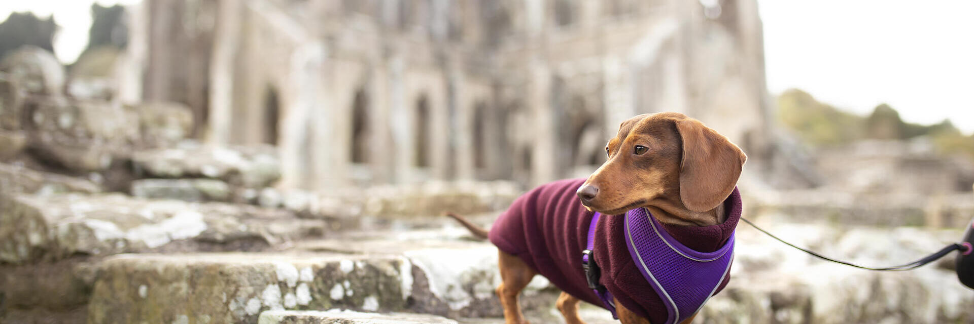 A sausage dog out the front of the ruins of an old Abbey.