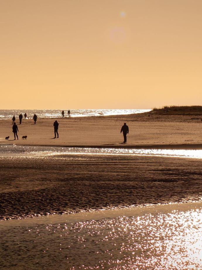 Dog Walking on the beach at sunset at Gibraltar Point, Lincolnshire, England, United Kingdom at sunset.
