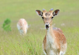 Knole Park