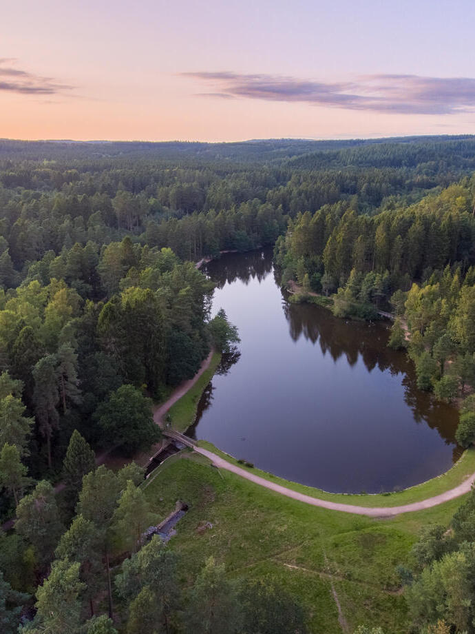 Ein weitläufiger Blick auf einen großen Wald und seinen gewundenen Fluss.