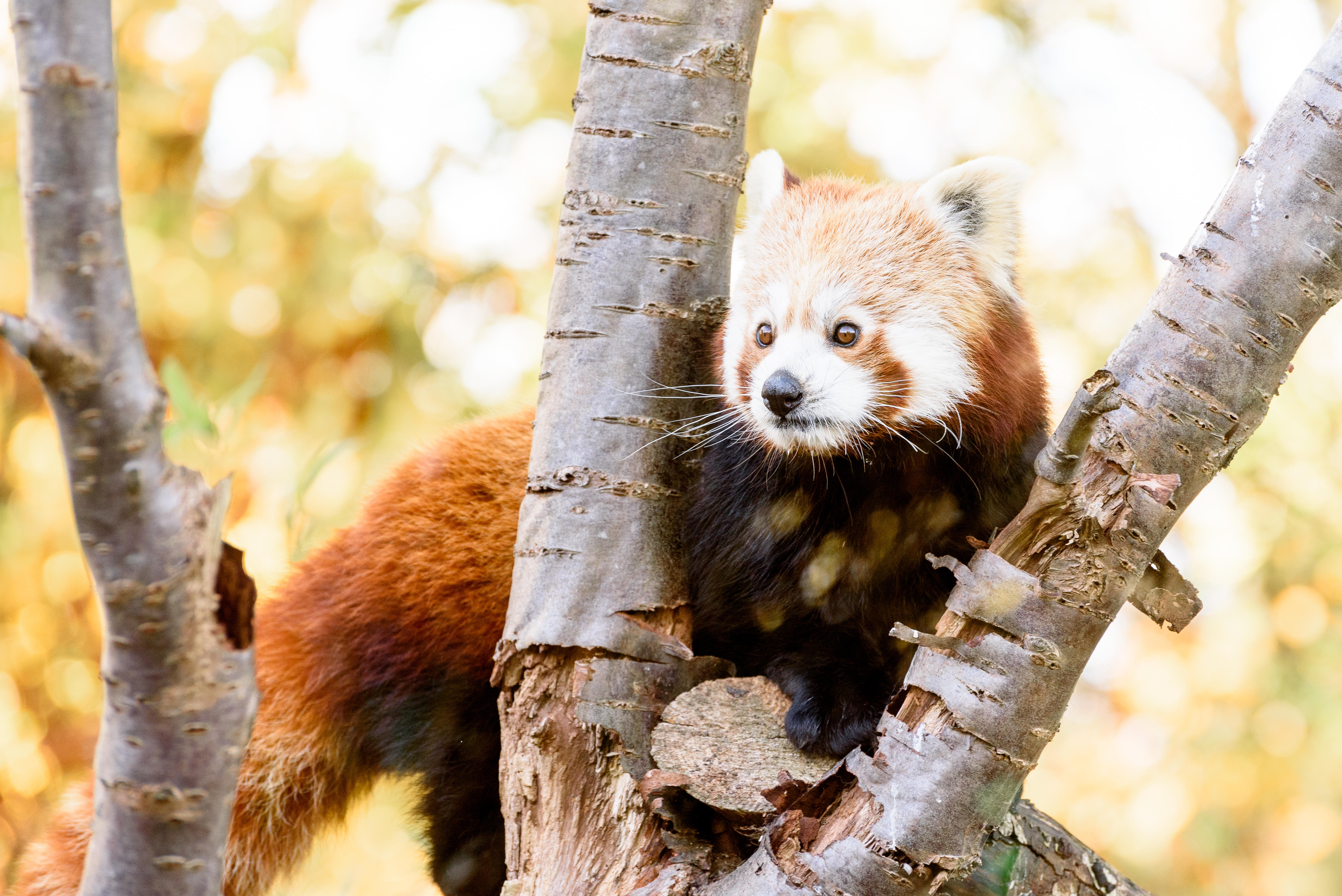 A red panda looking between the branches of a tree