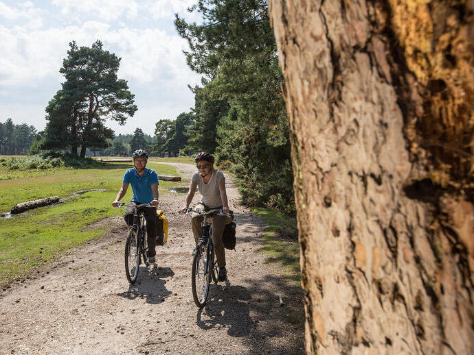 Two people cycling past a tree on a trail in the New Forest.