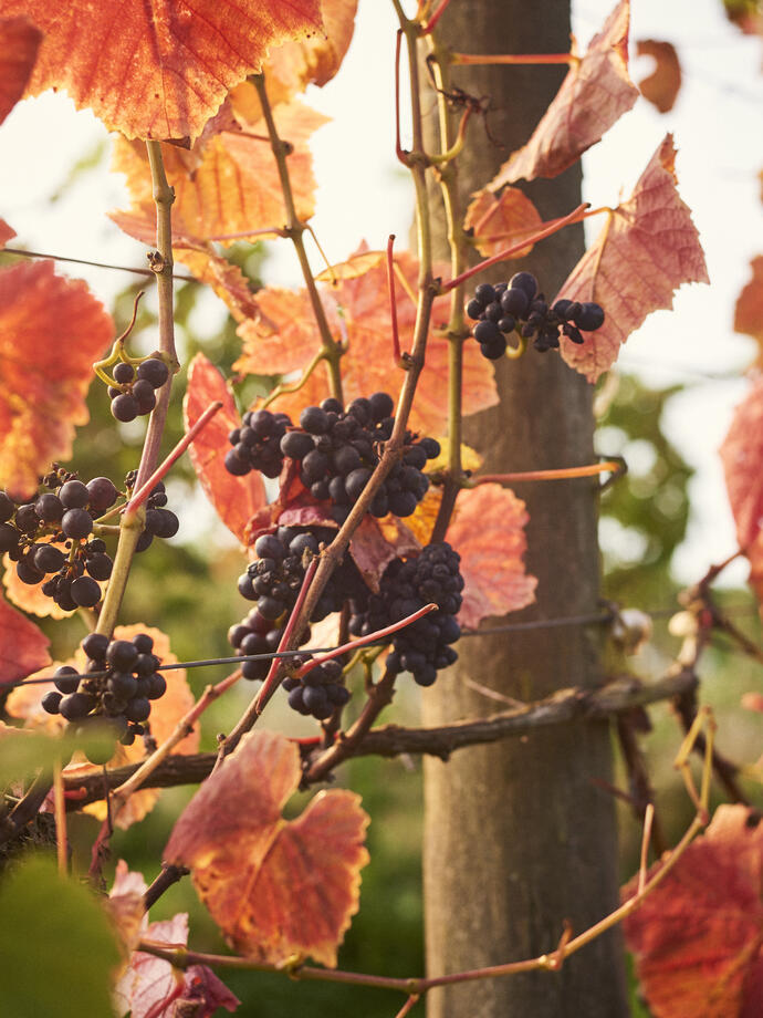 Close up of bunches of black grapes on vine