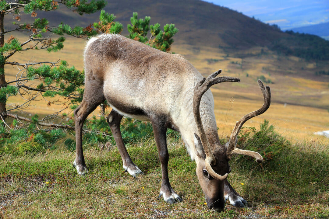 Wild reindeer eating on mountainside
