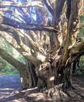 Reserva natural de Kingley Vale