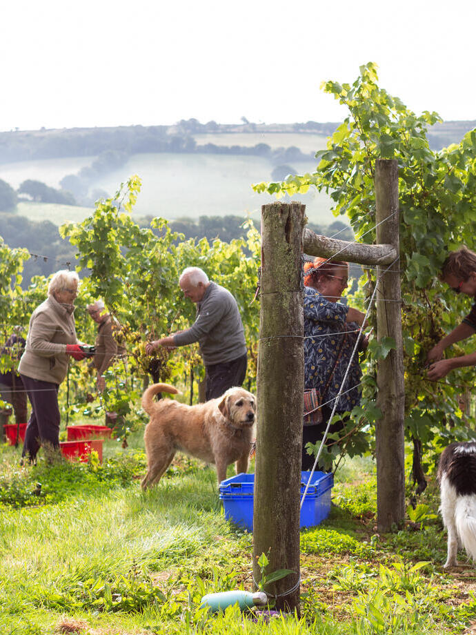 Personnes cueillant des raisins dans un vignoble