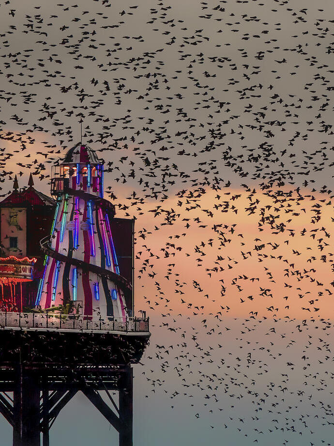 Large flock of birds at sunset near pier