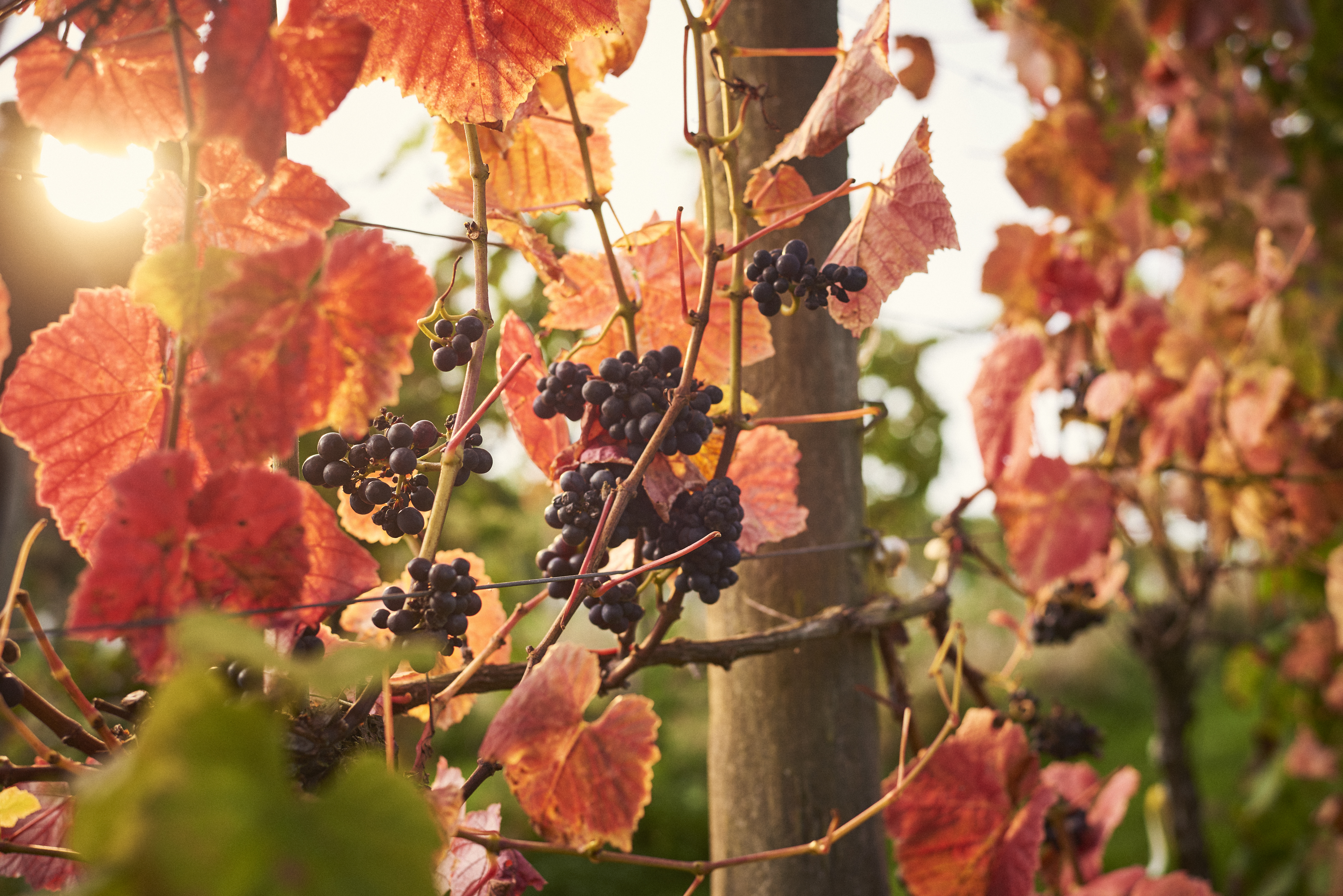 Close up of bunches of black grapes on vine