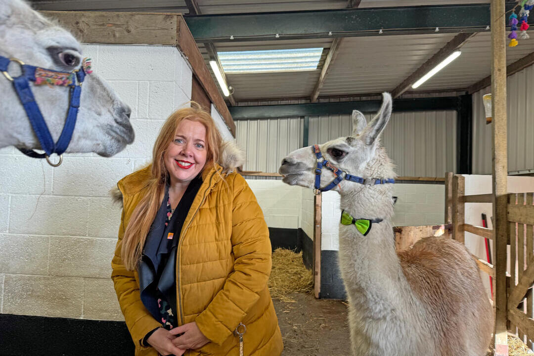 Woman in stables with alpacas