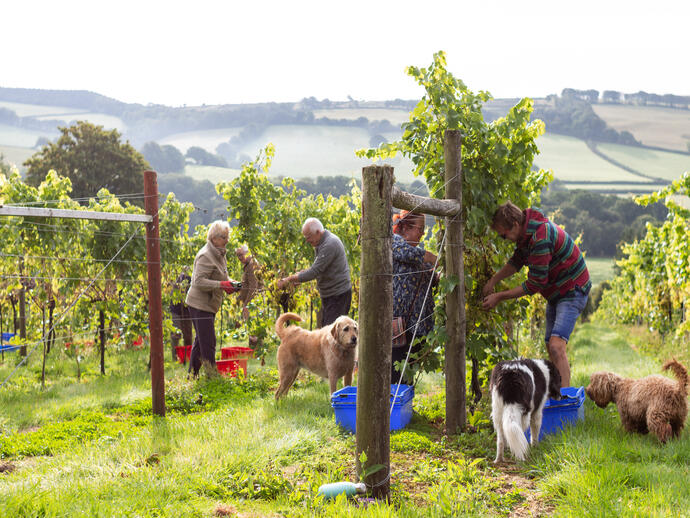 People picking grapes in a vineyard