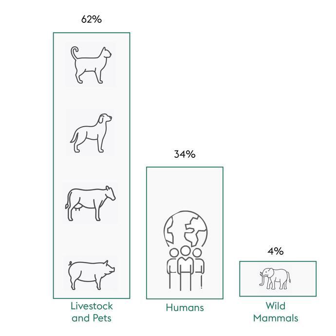 Illustration of the decline in biodiversity