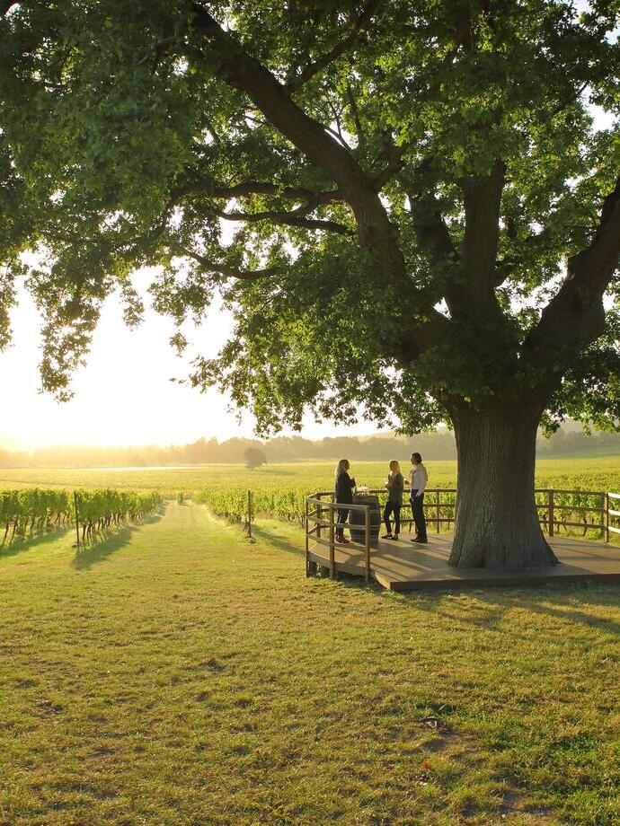 People on wine tasting tour in vineyard setting