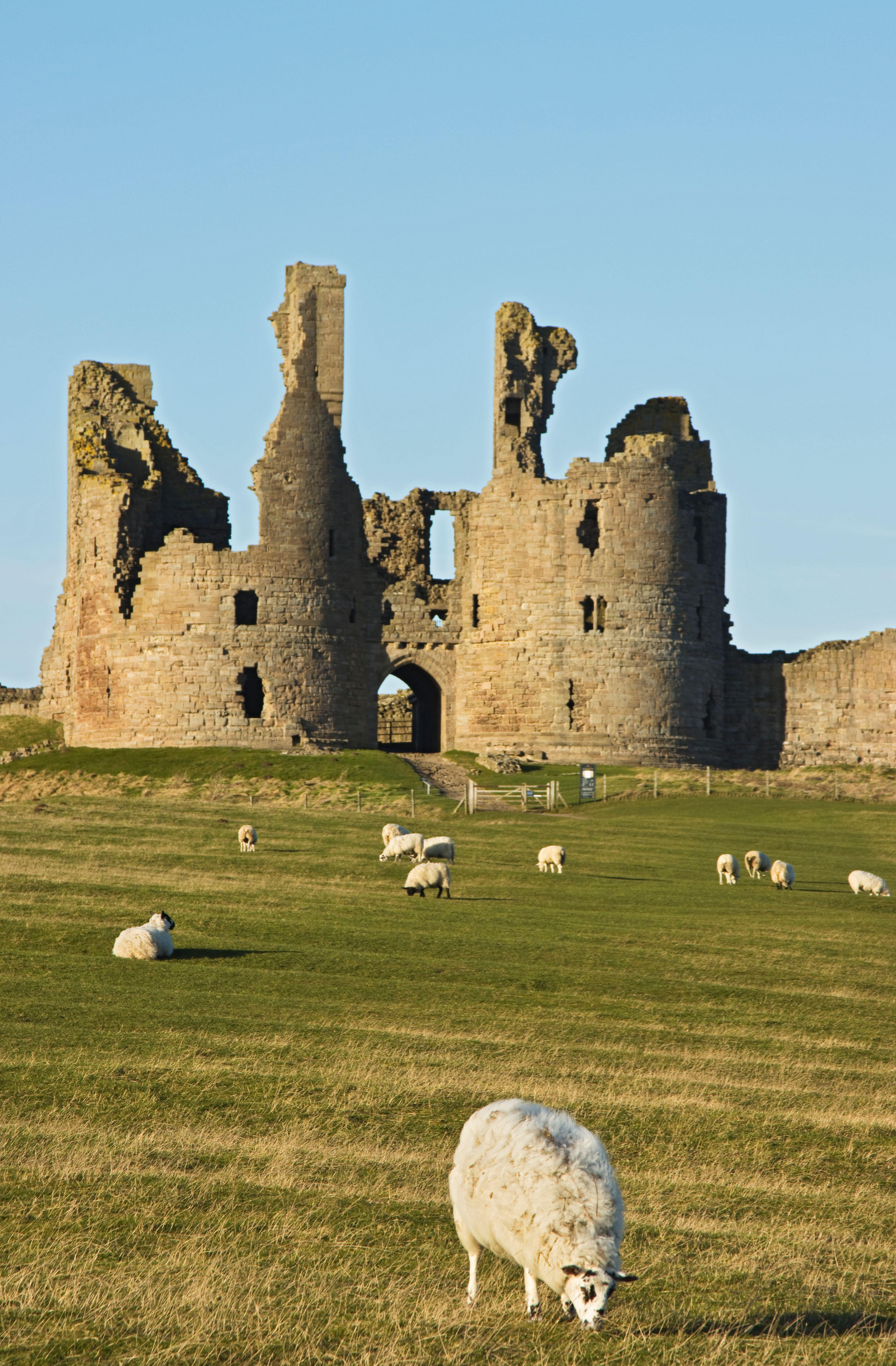 An ancient crumbling stone castle with sheep grazing in the foreground