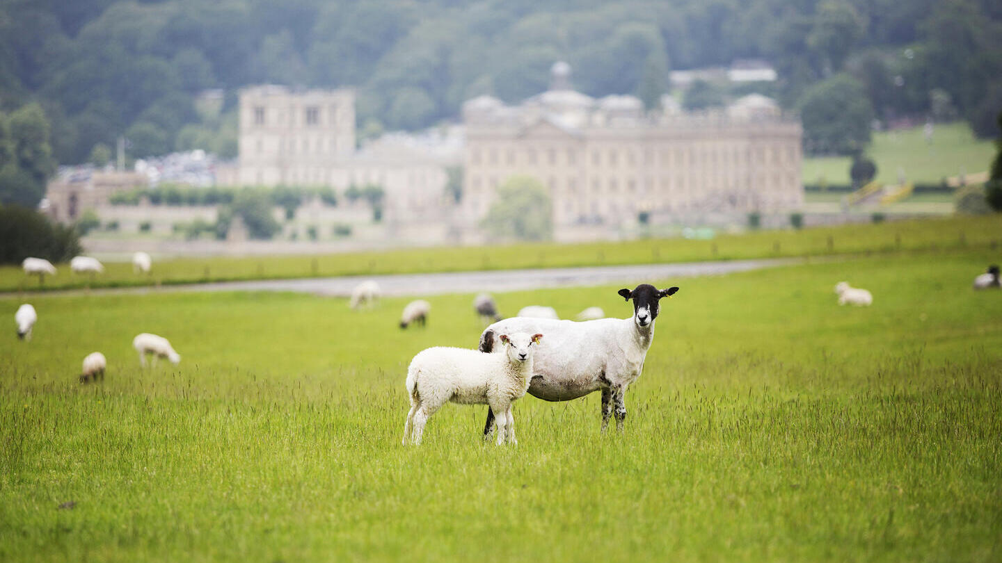 A field of sheep grazing in front of Chatsworth House in the Peak District
