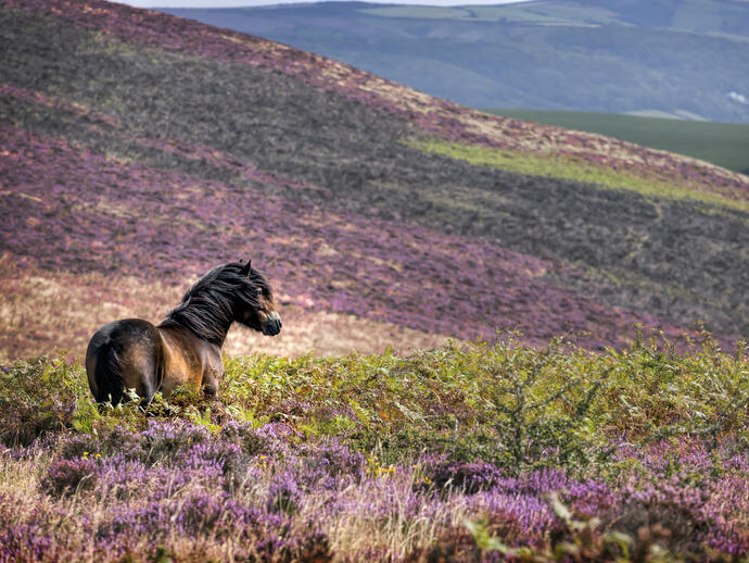 A wild pony standing in the heather on the side of a hill.