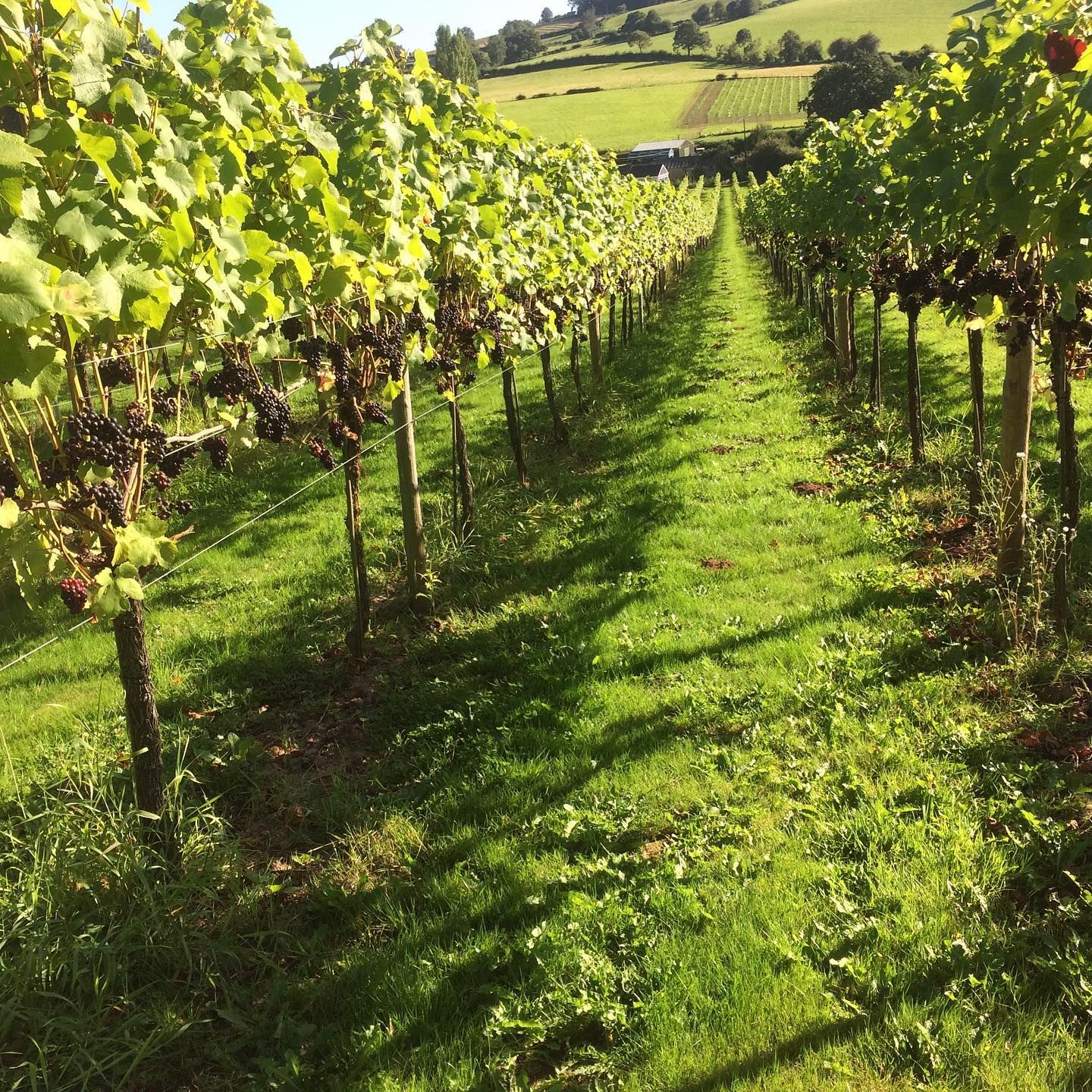 White Castle Vineyard