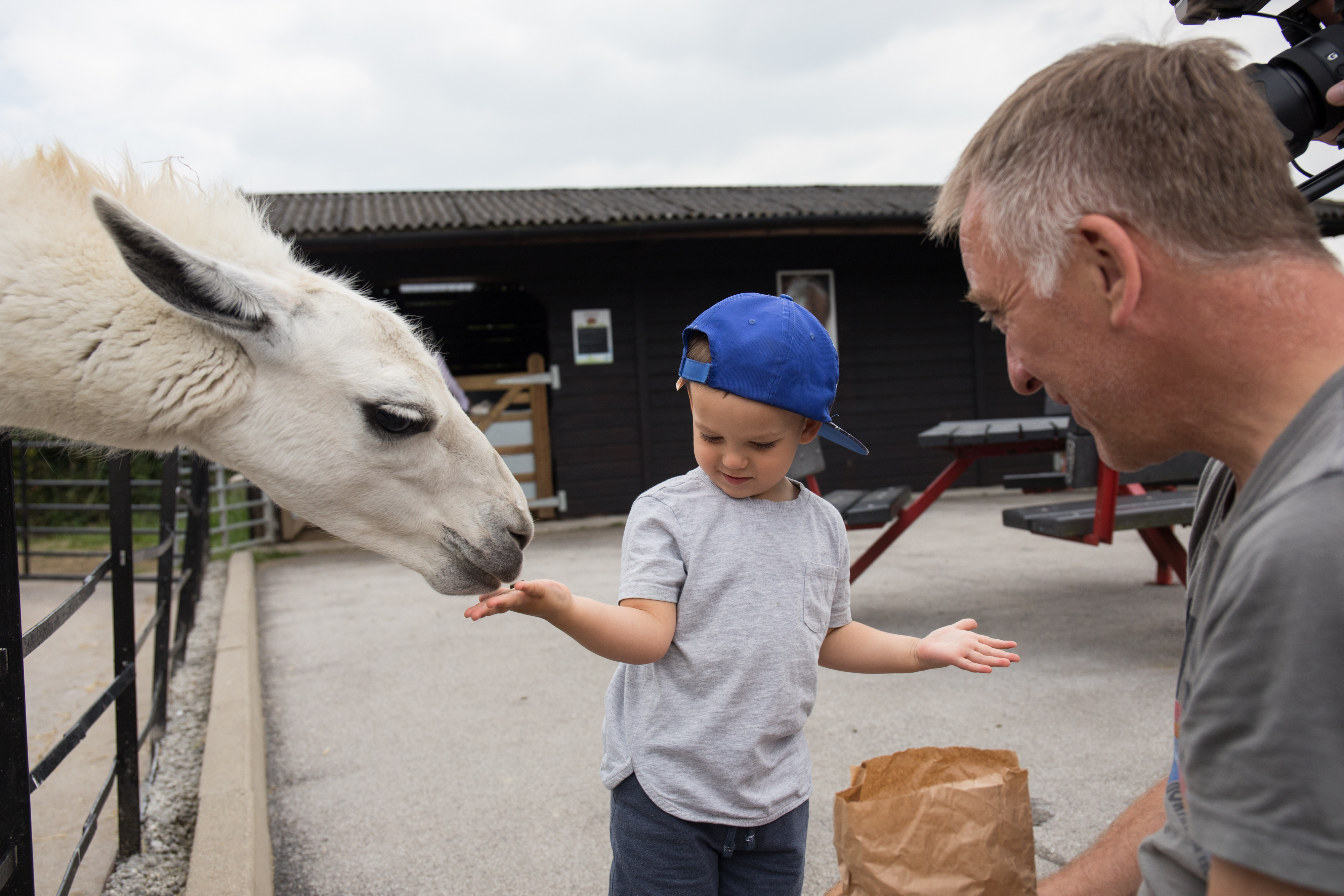 Un bambino che dà da mangiare a un lama alla Graves Animal Farm di Sheffield
