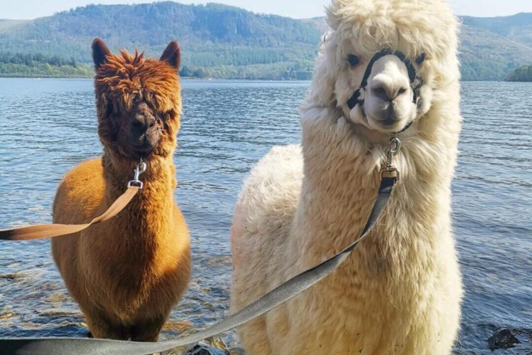 Two alpacas standing on the shore of a lake