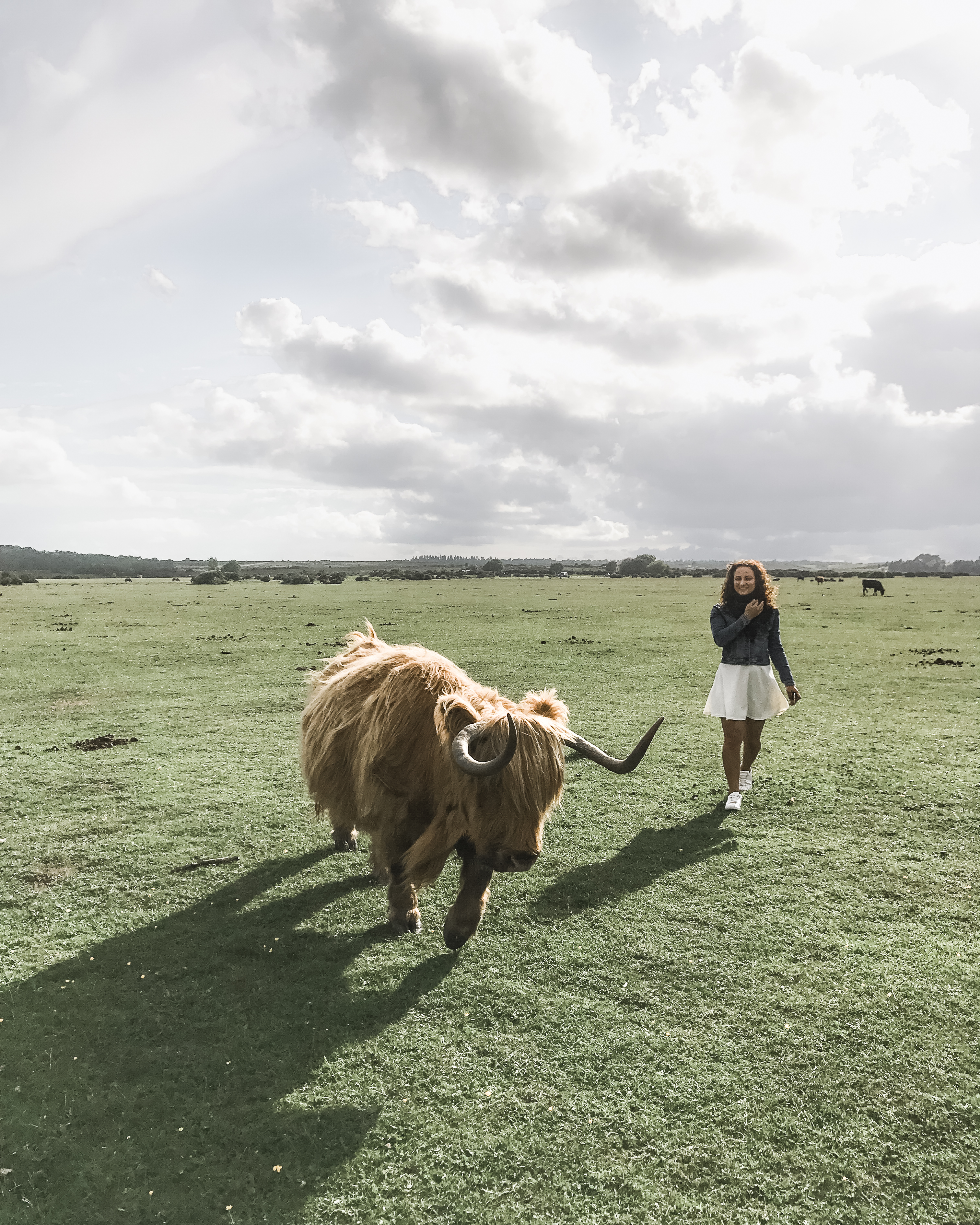 Girl, in a white skirt, walking beside a Highland cow