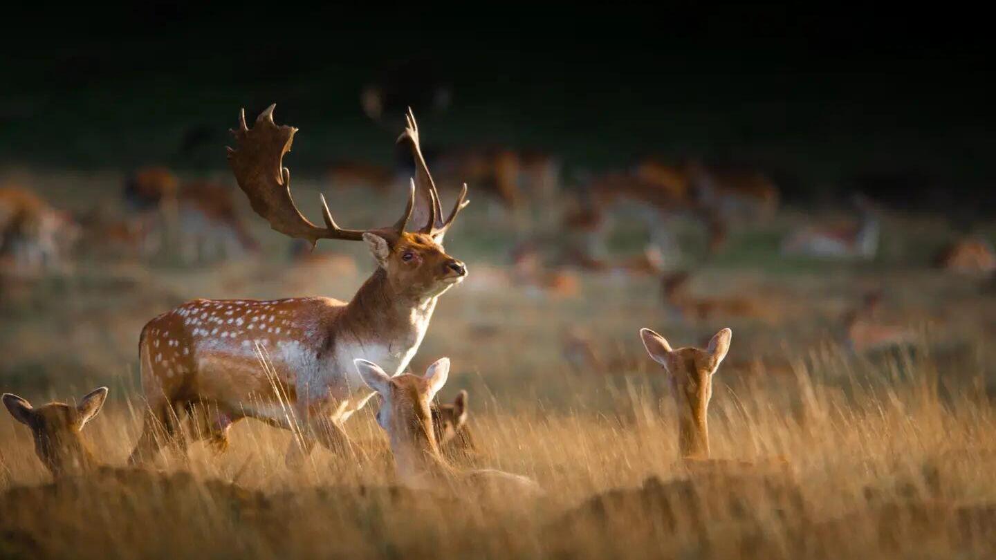 أيل ذو قرون كبيرة والعديد من الأيائل الأخرى تتلاشى في الخلفية