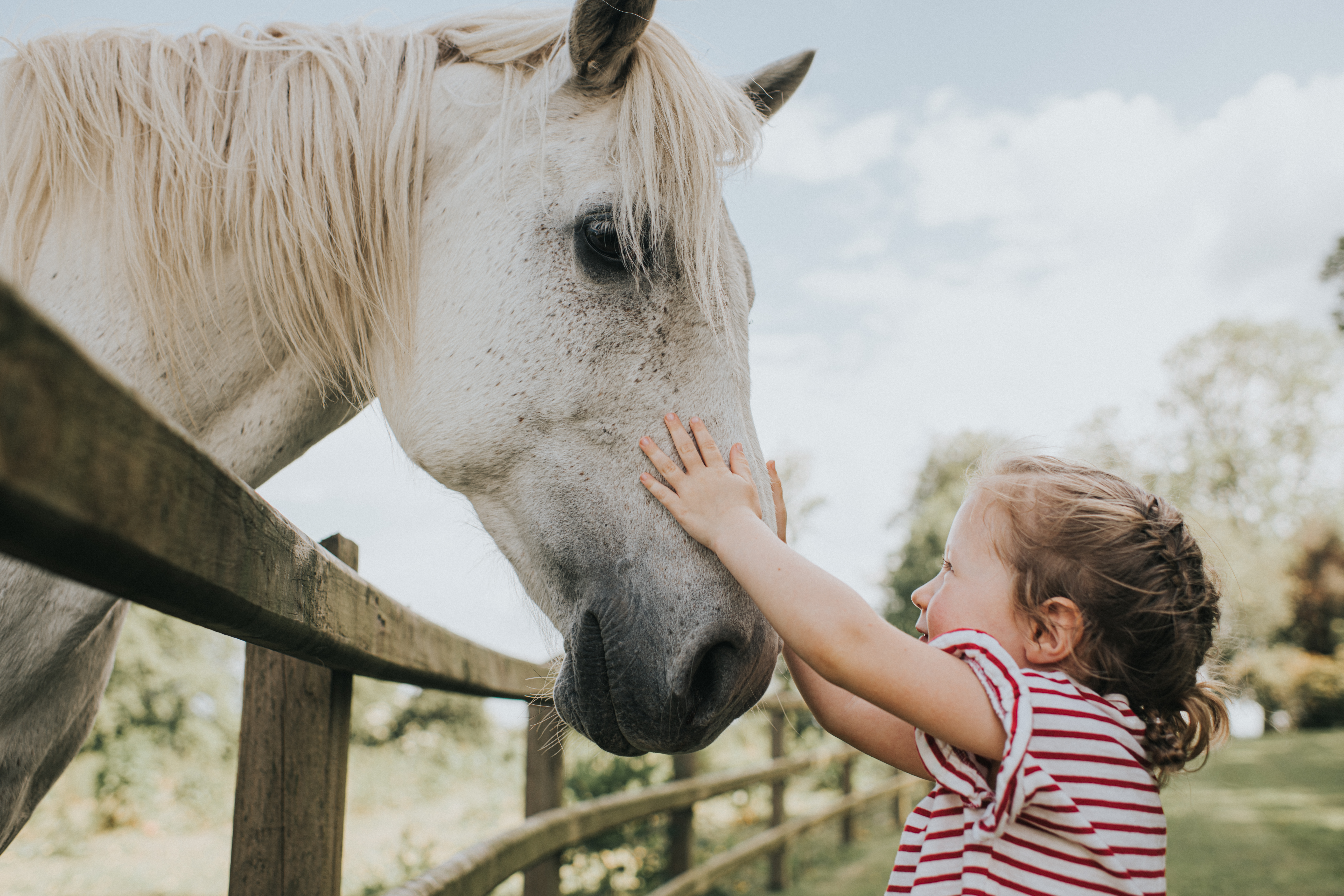 Una niña acariciando a un caballo a través de una valla en una granja de animales.