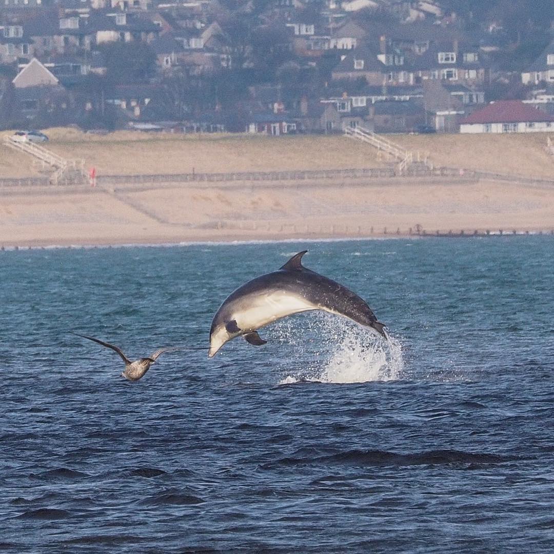 Beobachtung von Delfinen im Meer mit Strand im Hintergrund