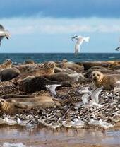 Gabbiani che volano sopra un gruppo di foche a Blakeney Point