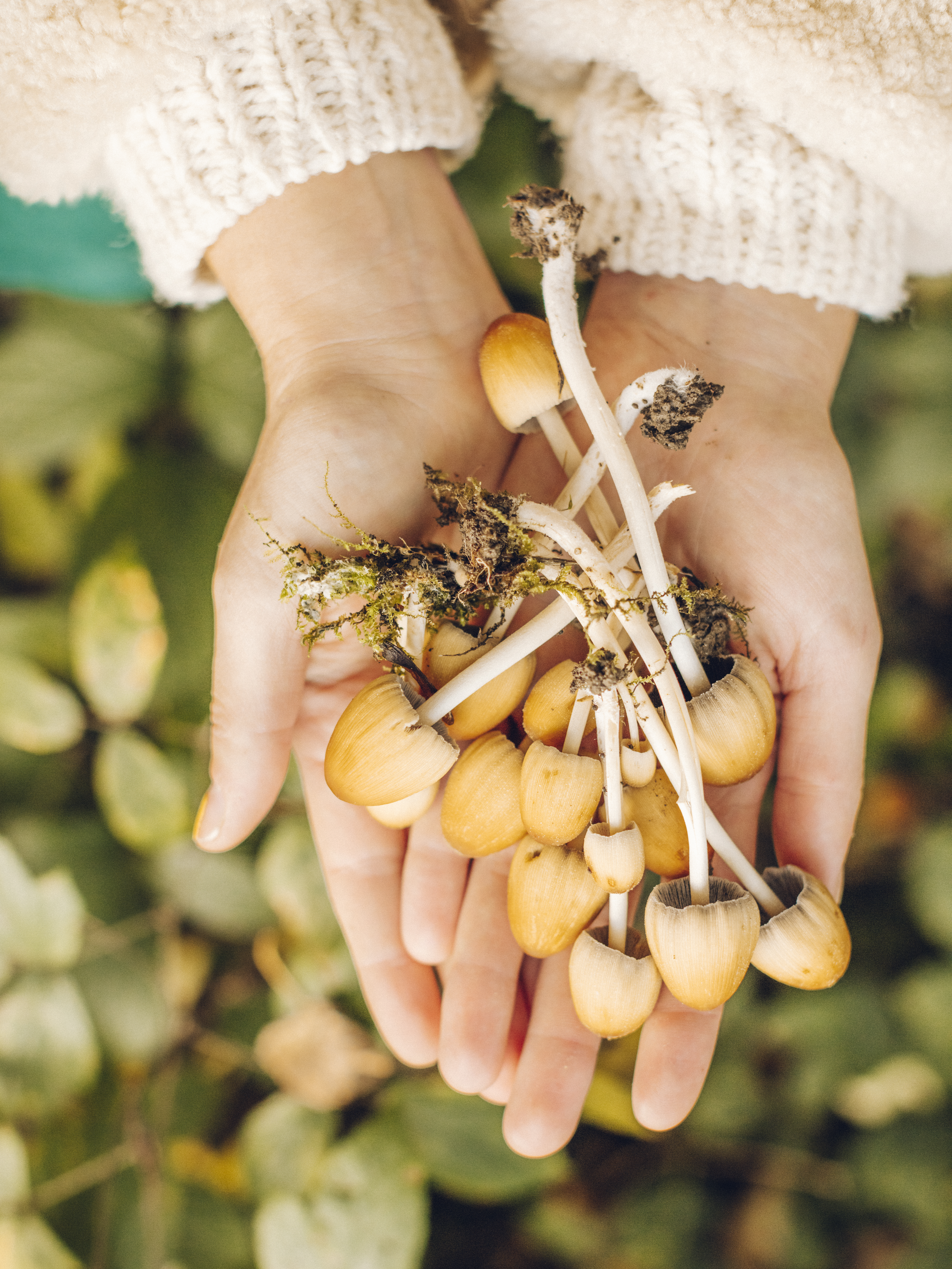 Overhead view of hands holding wild mushrooms foraged