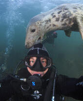 Grey seal nibbling the hood of a scuba diver.