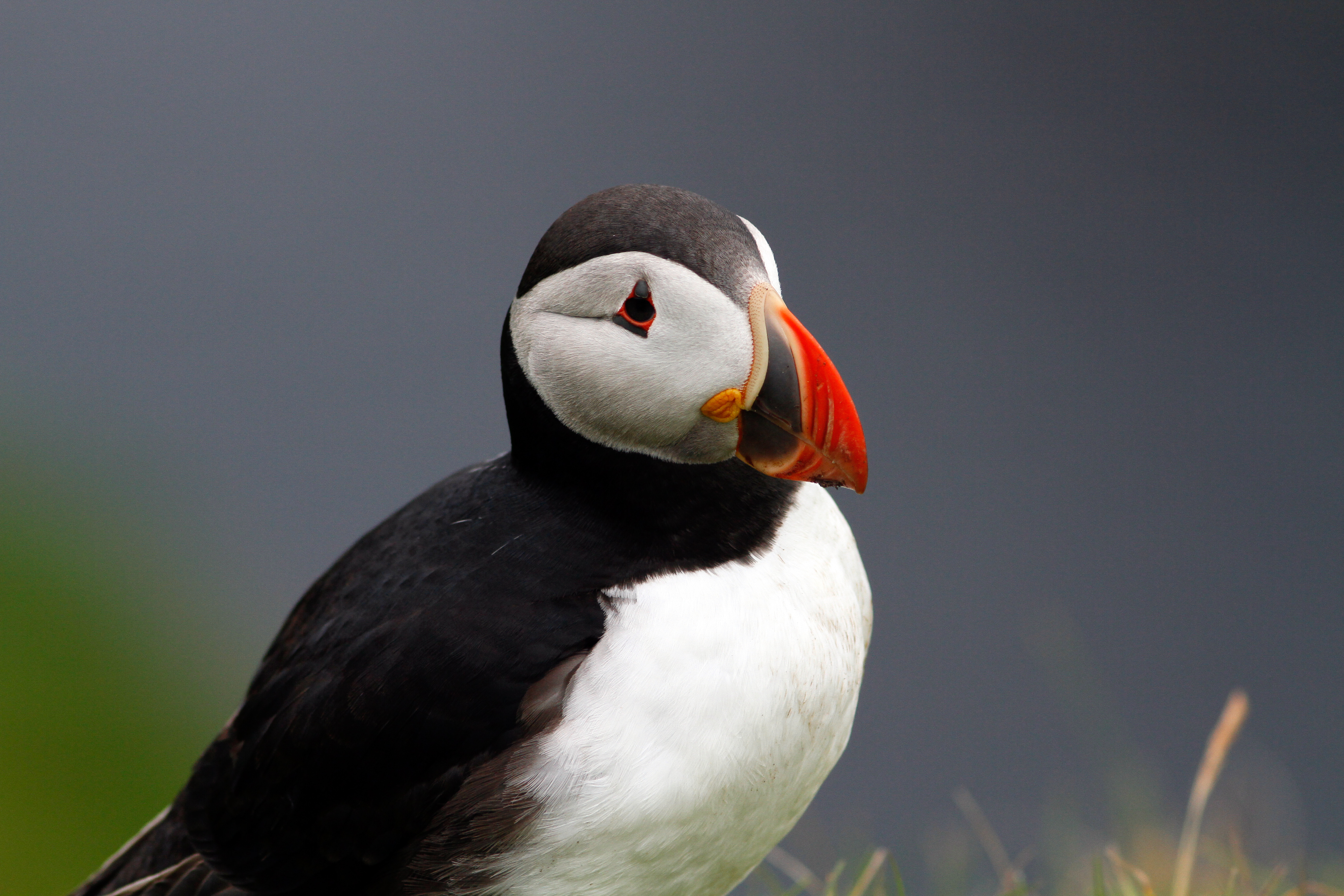 Closeup of a puffin, northern islands of Scotland