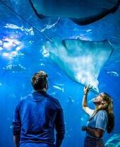 Spring- Two people watching sea life at the National Marine Aquarium