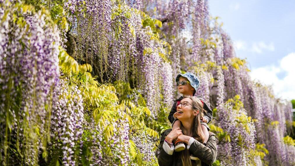 Mujer y niño contemplando la floración de un árbol