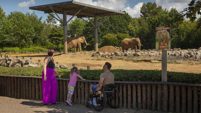 A man who uses a wheelchair, a woman and child watch the elephants in the enclosure