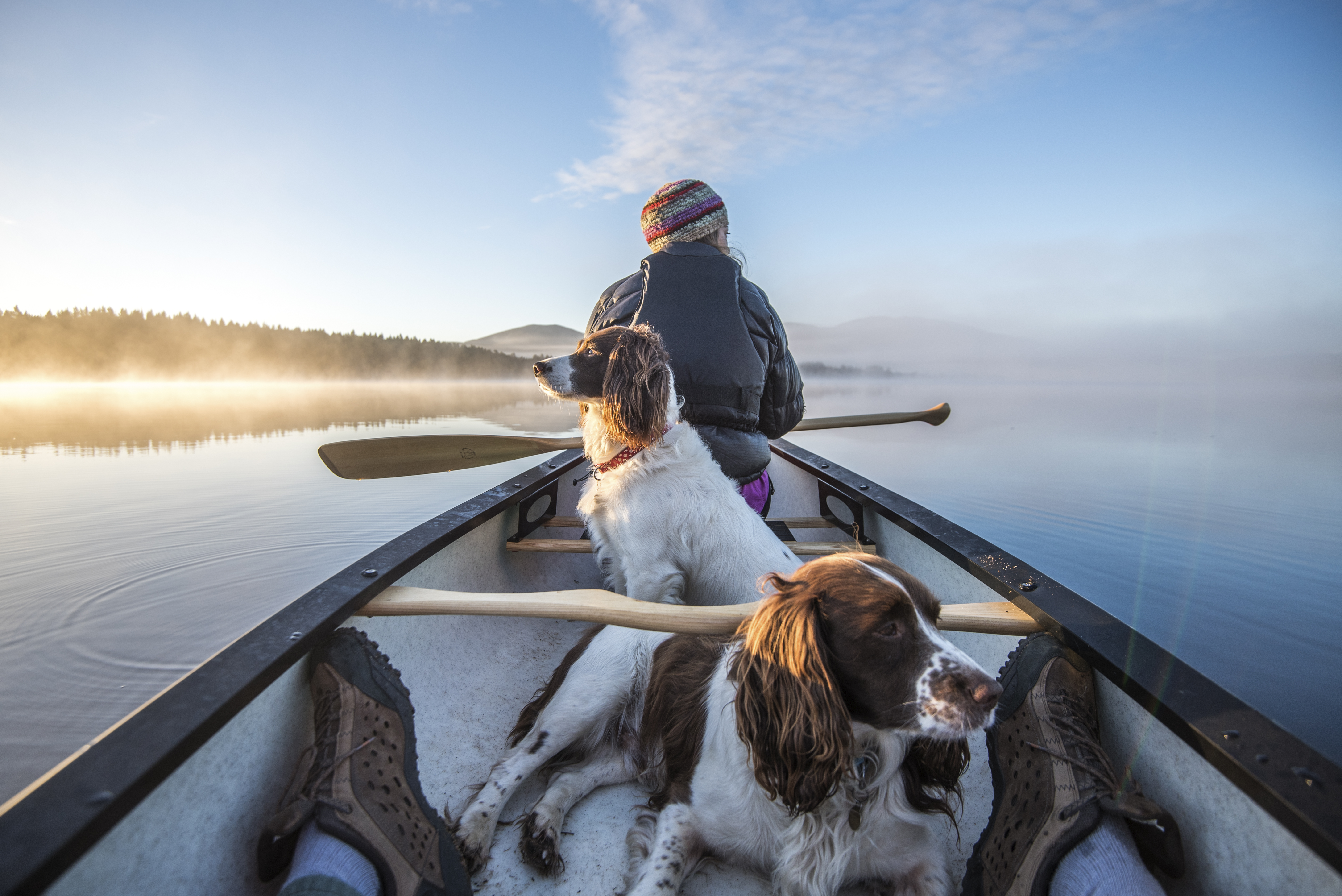 Woman in a rowing boat with two dogs on a lake