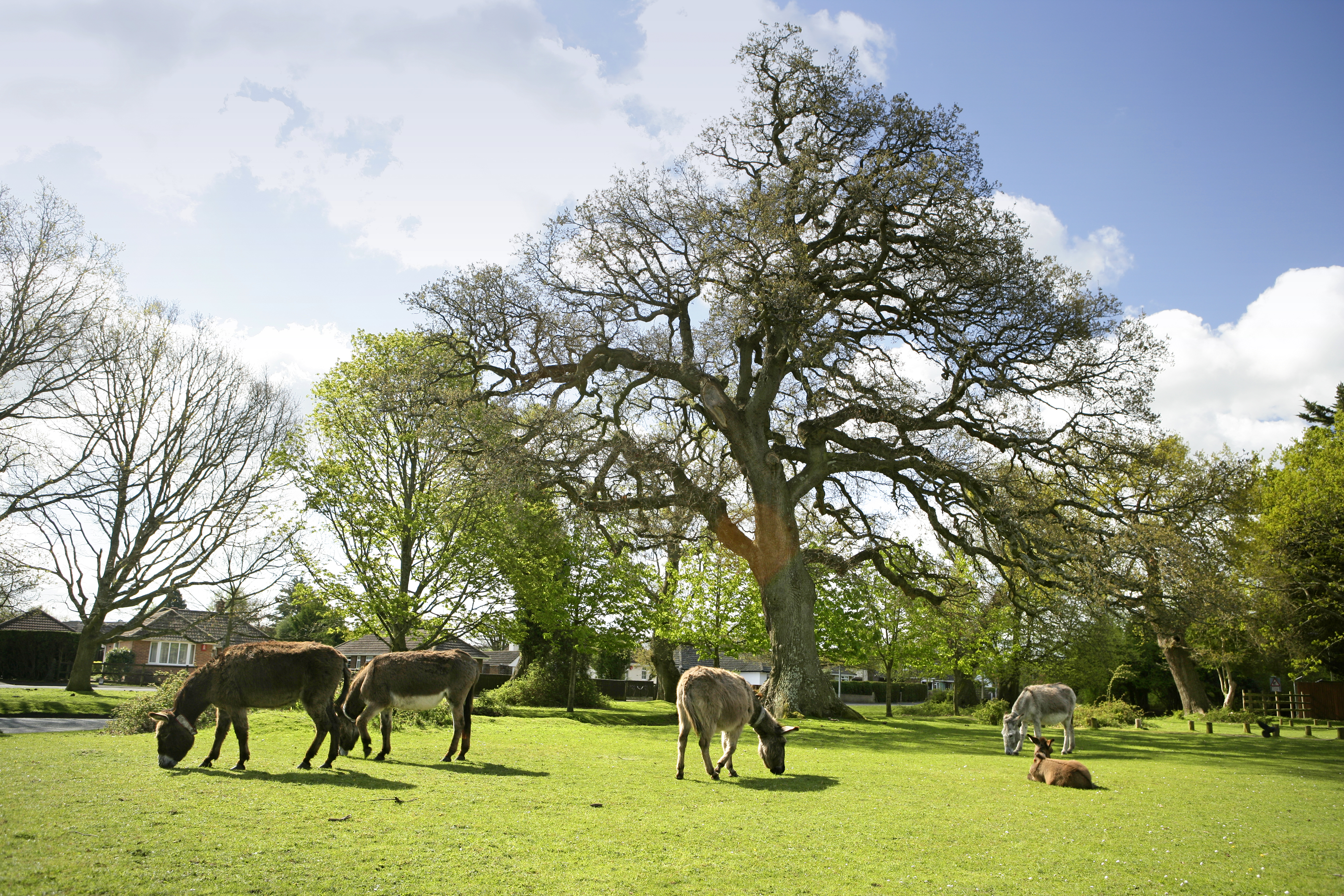 Horses in the New Forest