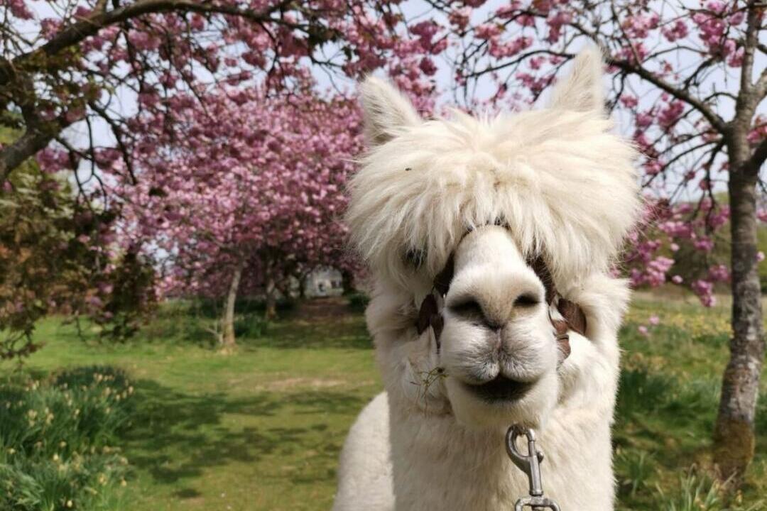 Close up of alpaca with trees in bloom in the background