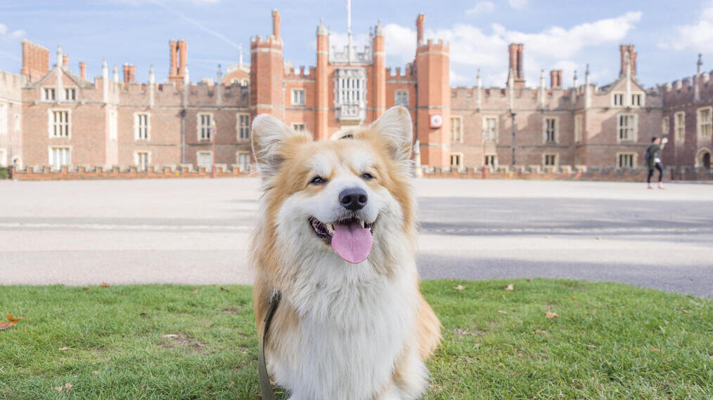 Dog sat on the grass in front of a large palace