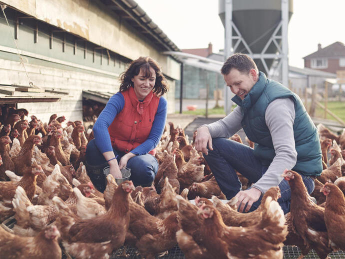 Uomo e donna che danno da mangiare alle galline in una fattoria