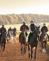 Horses riding on the Newmarket Racecourse