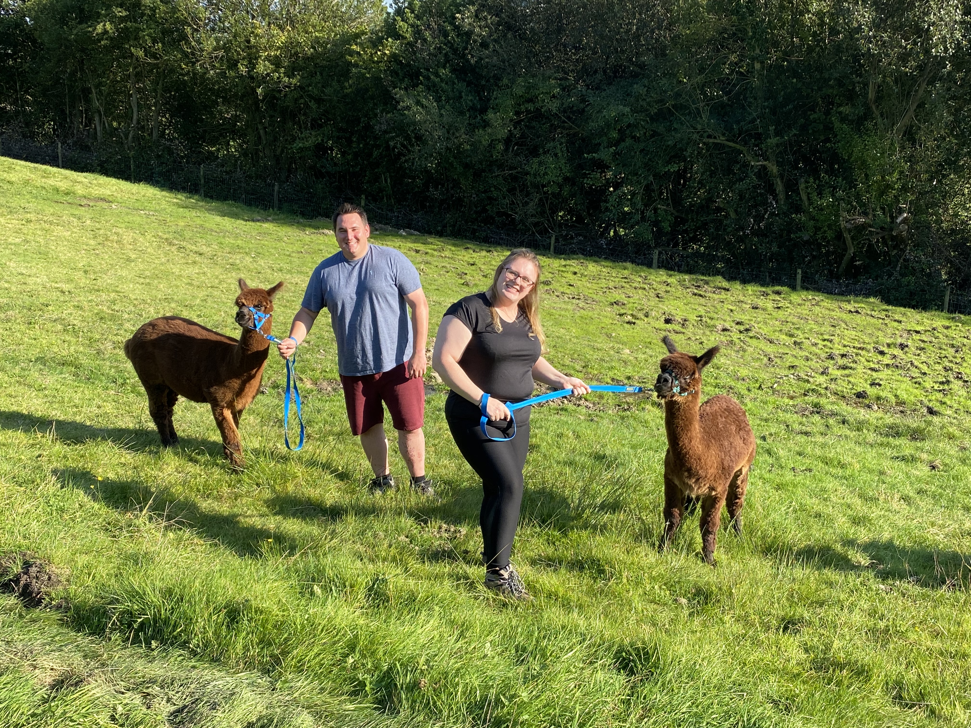 Alpaca Experience at Naze View Farm
