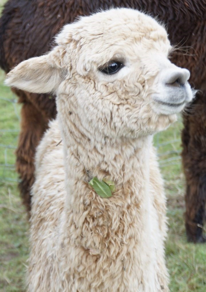 Portrait shot of a white baby alpaca.
