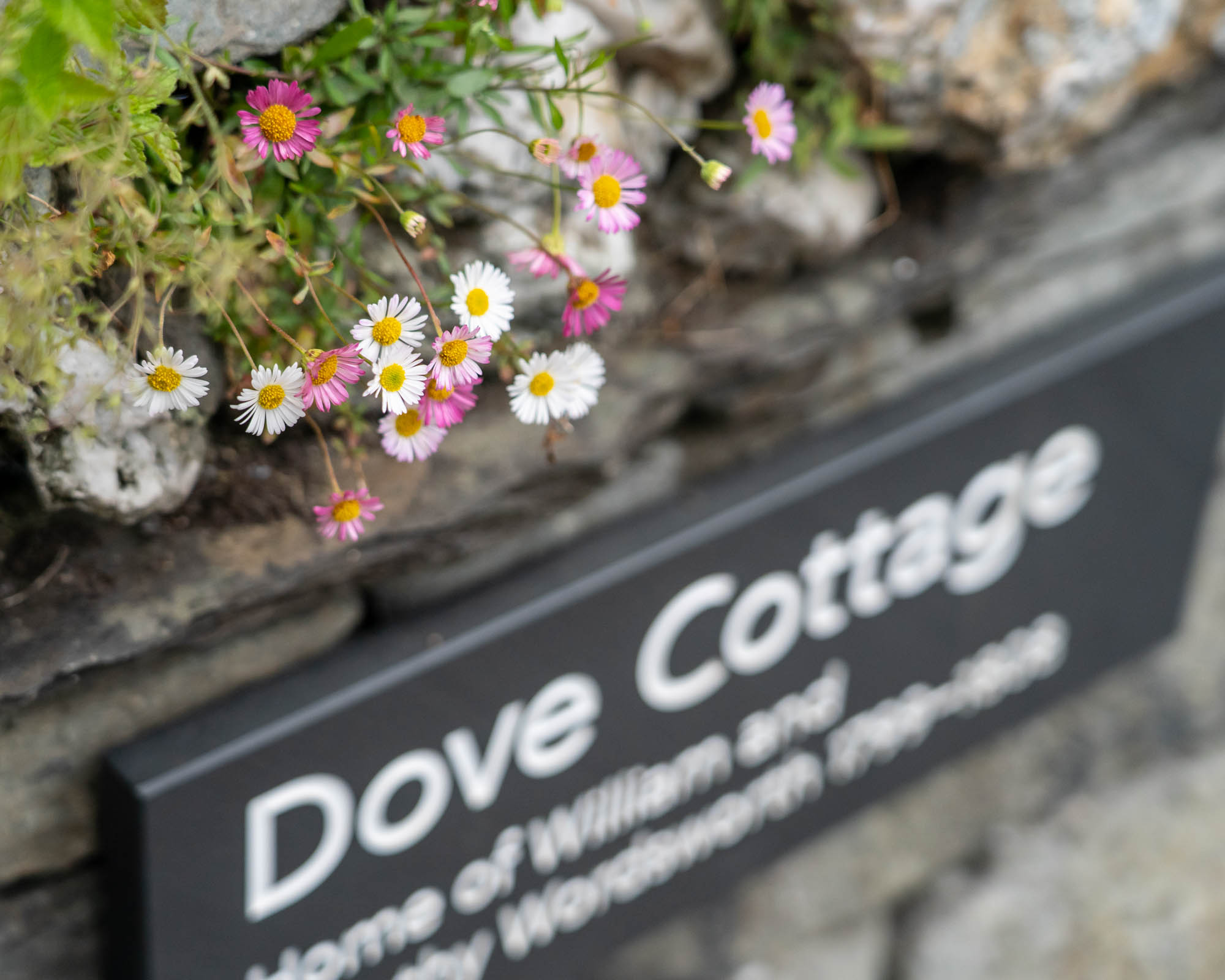 Close up of flowers over sign reading Dove Cottage
