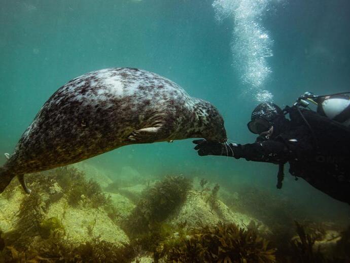 A common grey seal swims with scuba diver in the sea