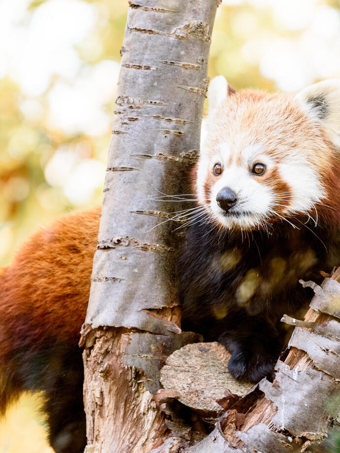 Un panda roux regardant entre les branches d'un arbre